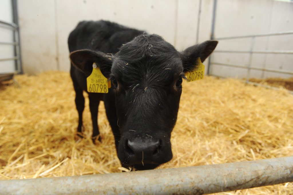 Calf registration in seconds