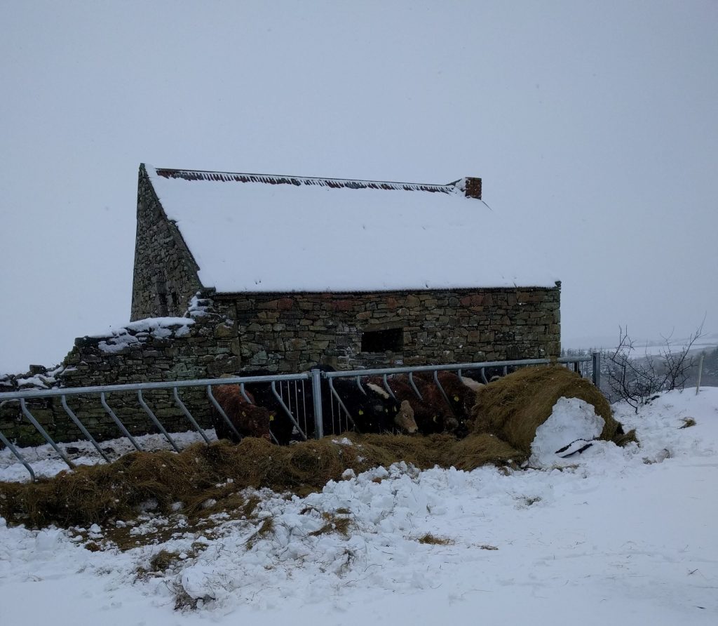 Meet your winter feed demands