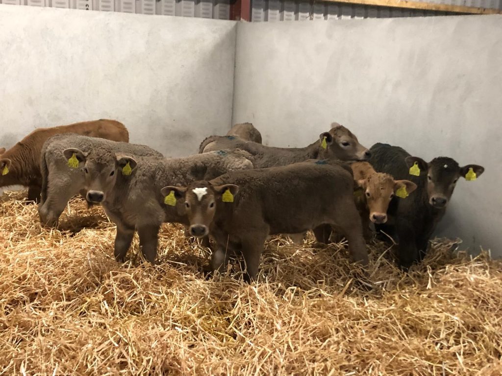 Calf Care- ‘Moo-vements’ made easy