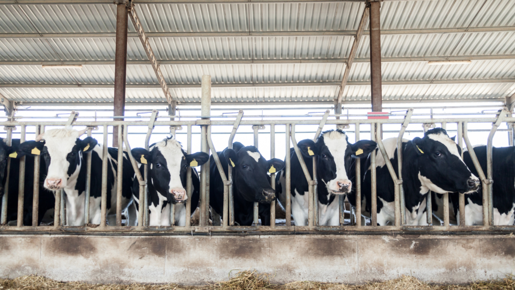 Think you might be Overstocked? Here’s how Herdwatch can help you farm smarter, not harder!