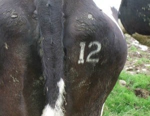 Freeze Branding & Herdwatch