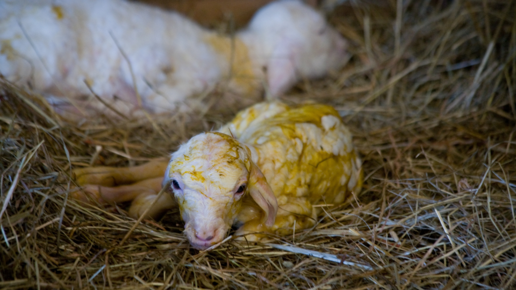 Lambing Prep – Are You Ready For The Season Ahead?