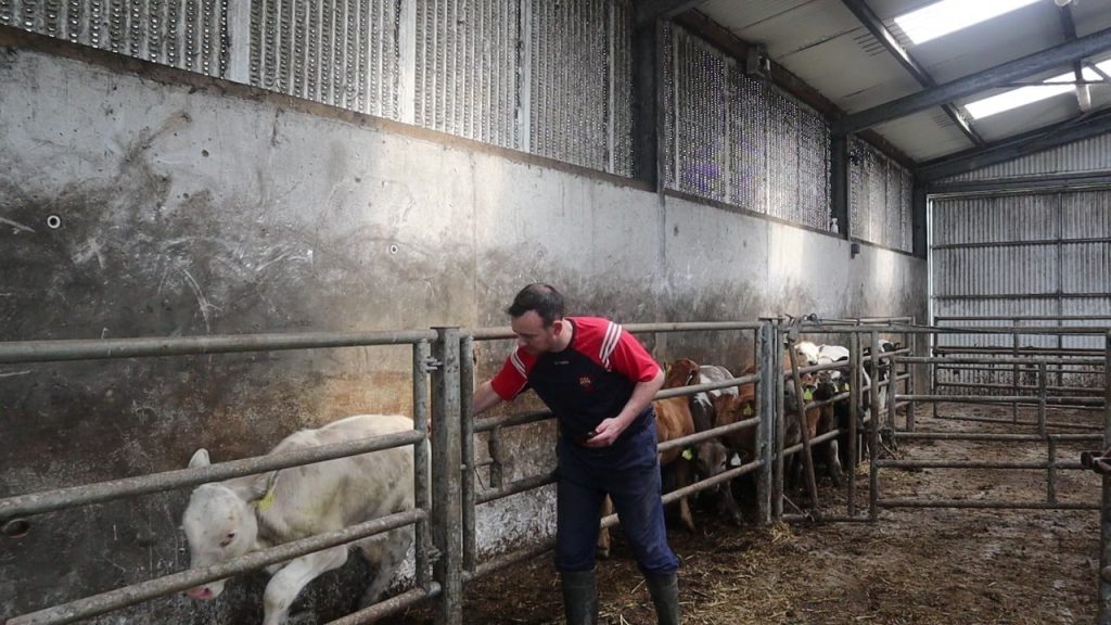 farmer touching a calf