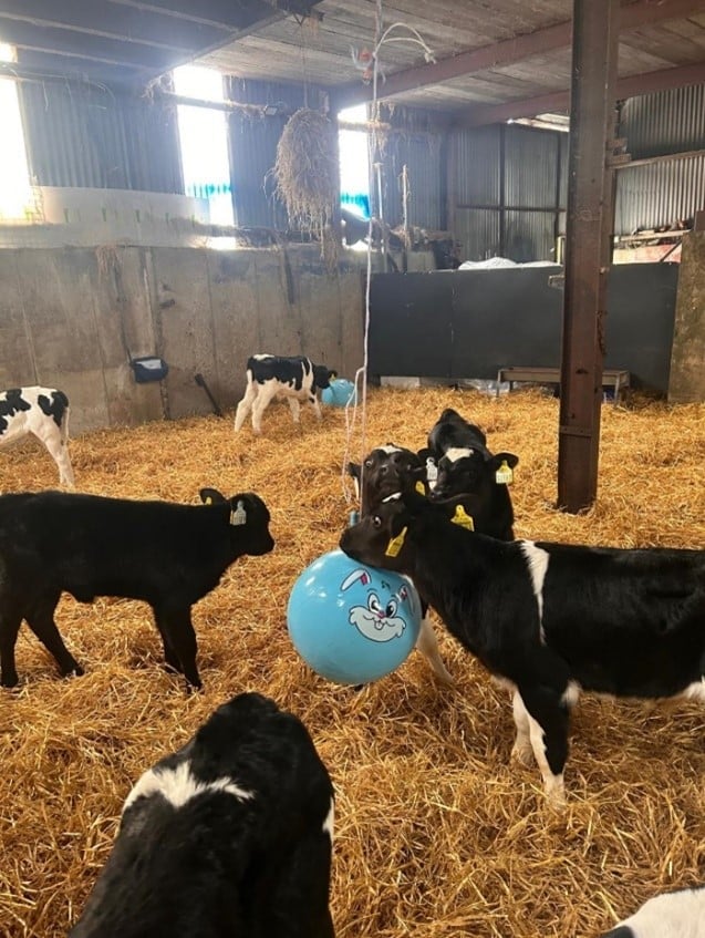 Nicole Keohane dairy farmer Innishannon Co Cork Holstein Friesian herd