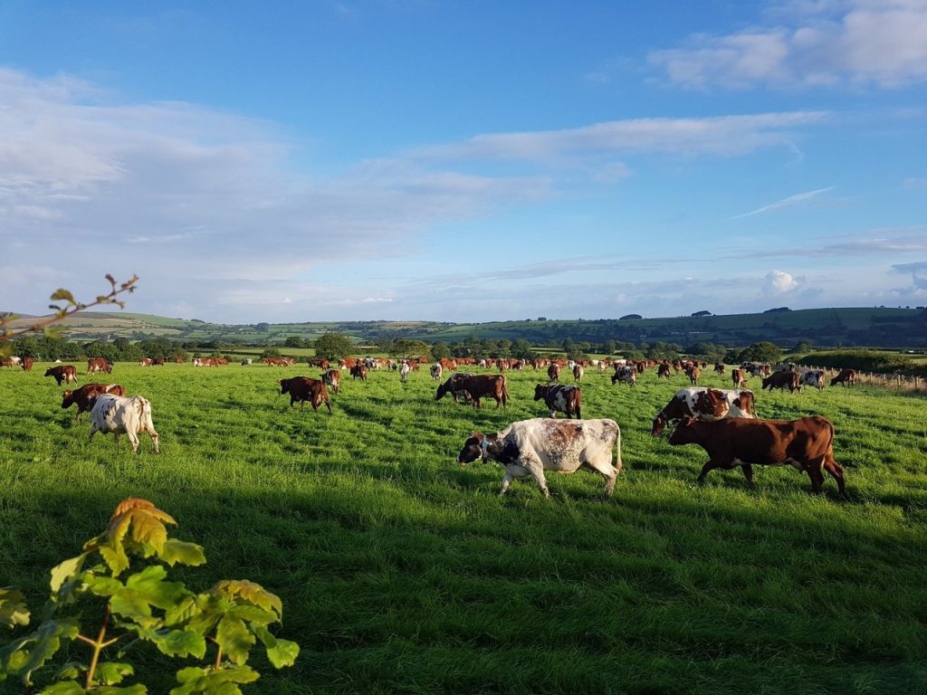 Derogation and Grassland Management for Irish Farmers