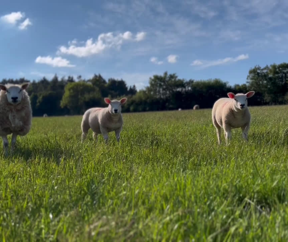 Managing ewes and lambs at weaning time