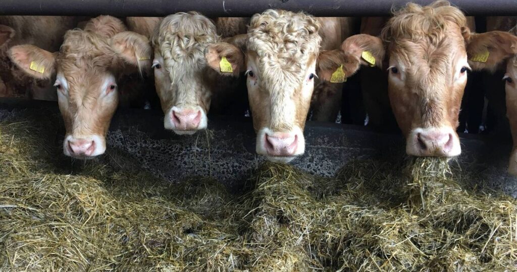 cows silage