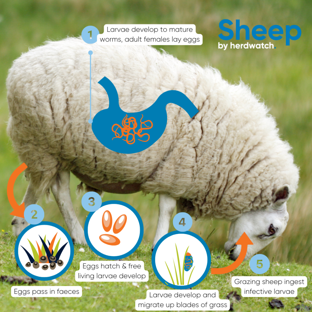 Barber’s pole worm in sheep: Symptoms, treatment & prevention