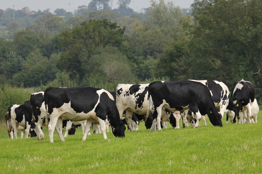 Prevent heifer mastitis this housing season