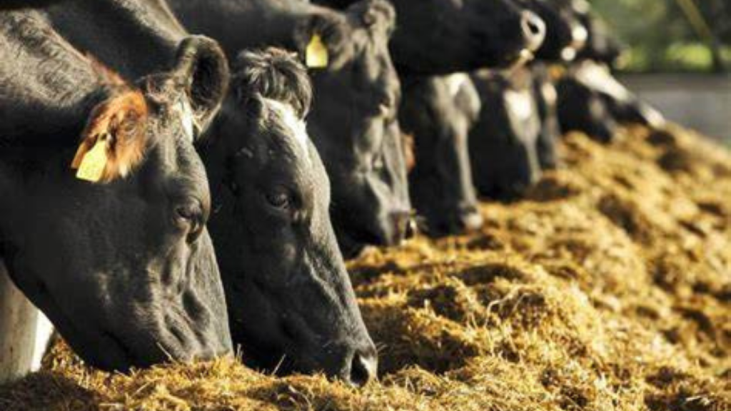 The Transition from Grass to Winter Feeding