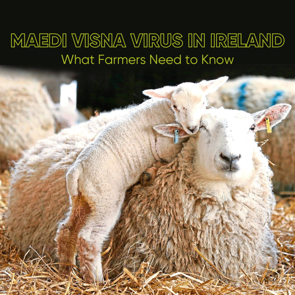 MV Virus enters Irish Flocks- Here’s what Farmers need to know!