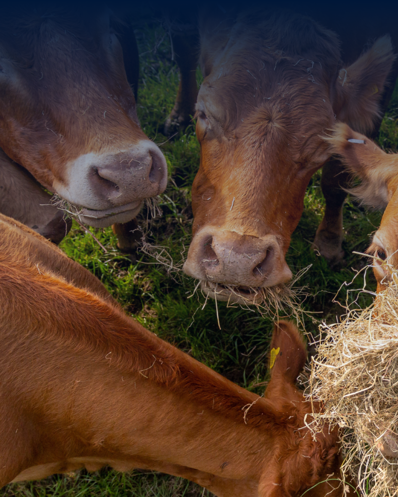 Don’t Fail Your Next Farm Audit – 4 Must-Know Tips!