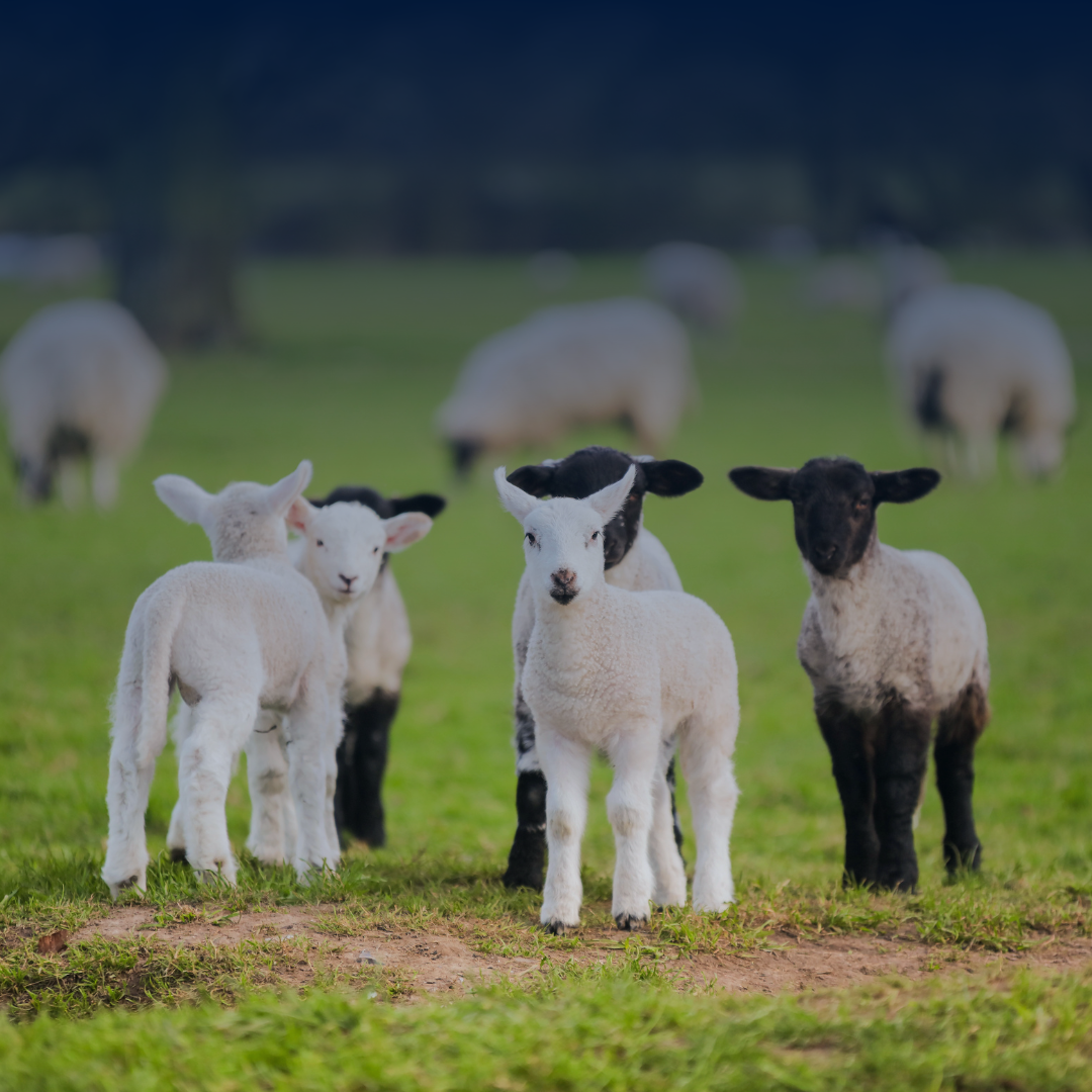 Lambing season success: Essential tips