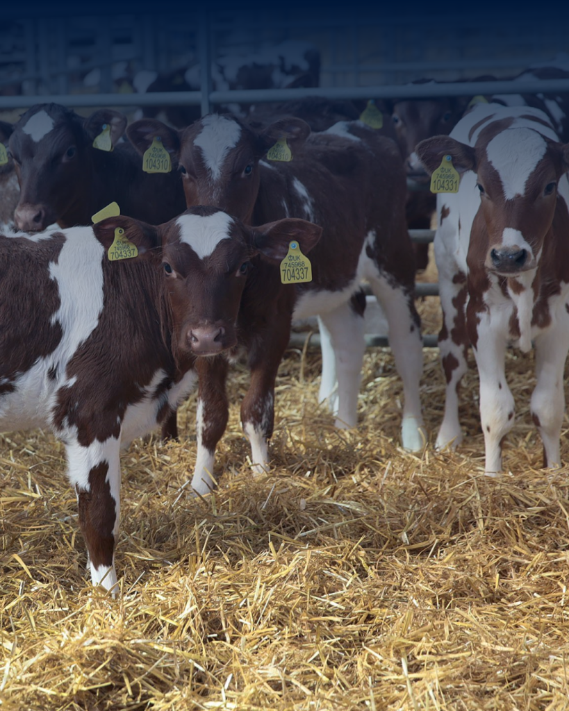 Calving and the risk of Pneumonia