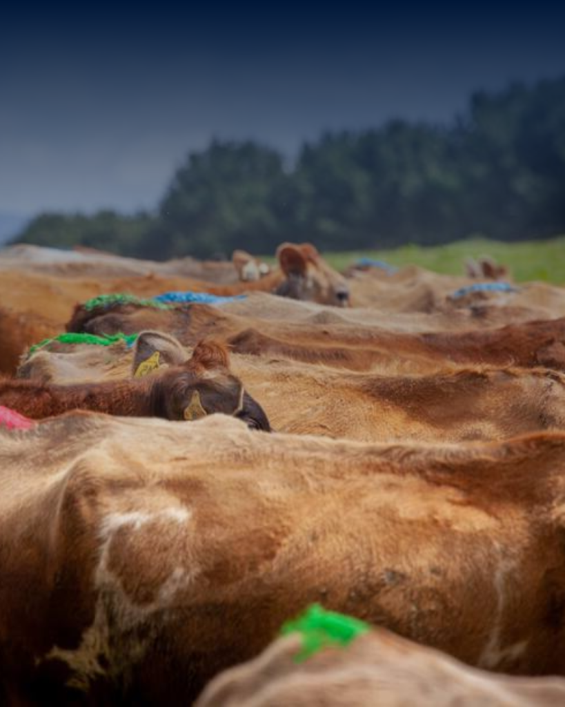 Heat Detection for spring calving herds: Maximising breeding success