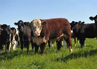 livestock management 