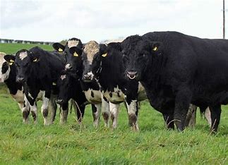 Dairy farming
