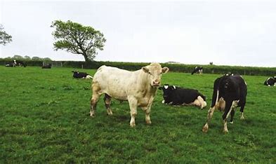 charollais bull