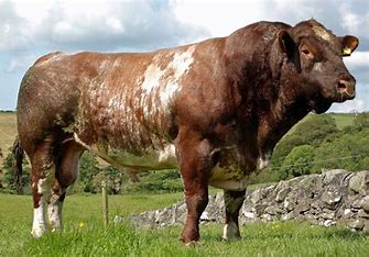 limosin bull