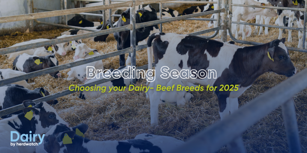 Breeding Dairy