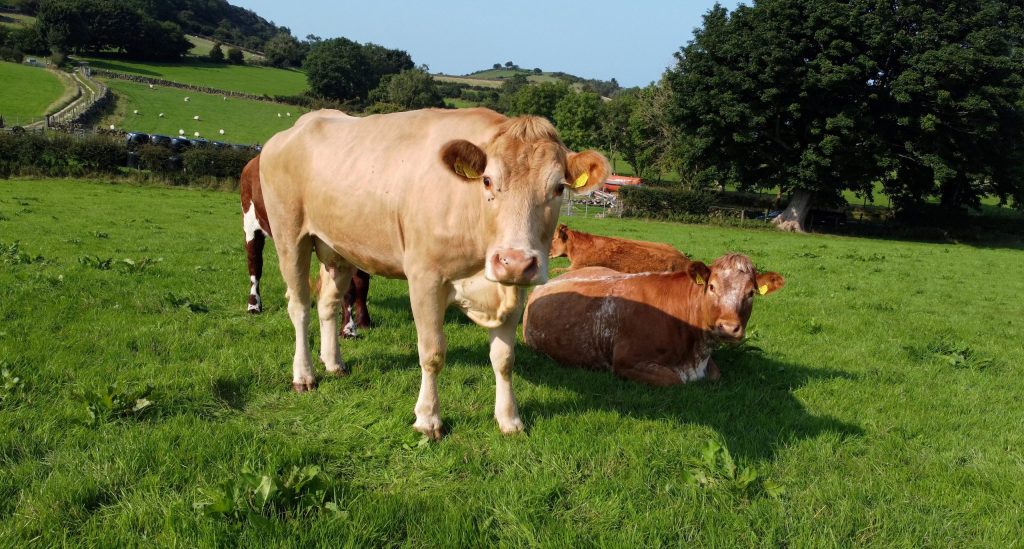 Herdwatch Aims To Help Manage The World’s Farmland