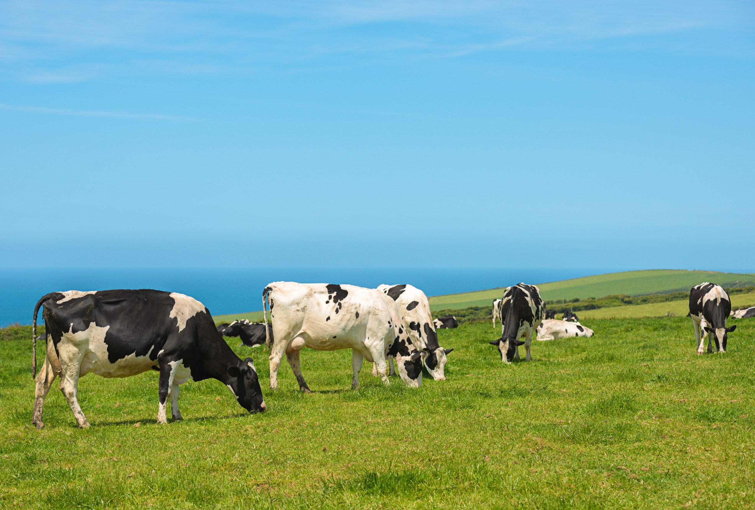 Herdwatch | 