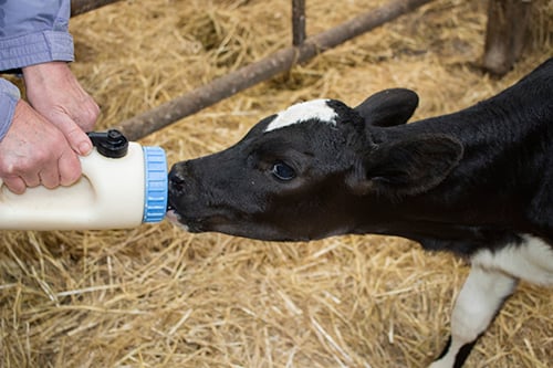 FARM SMART: Expert Guide to Calf Immunity