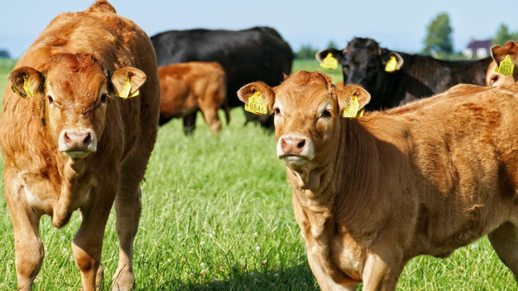 Selling Livestock Online with Buy & Sell by Herdwatch