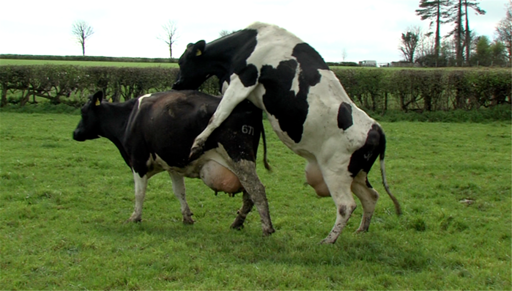 Breeding: Here is why you should record heat detections