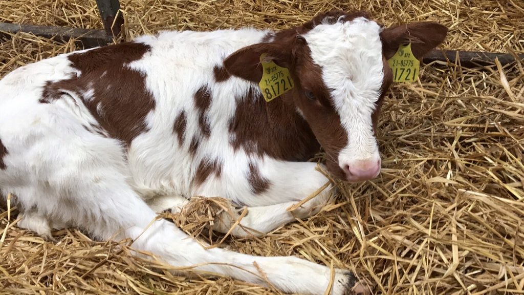 Spring Calving Series – Using Calf Milk Replacer vs Whole Milk