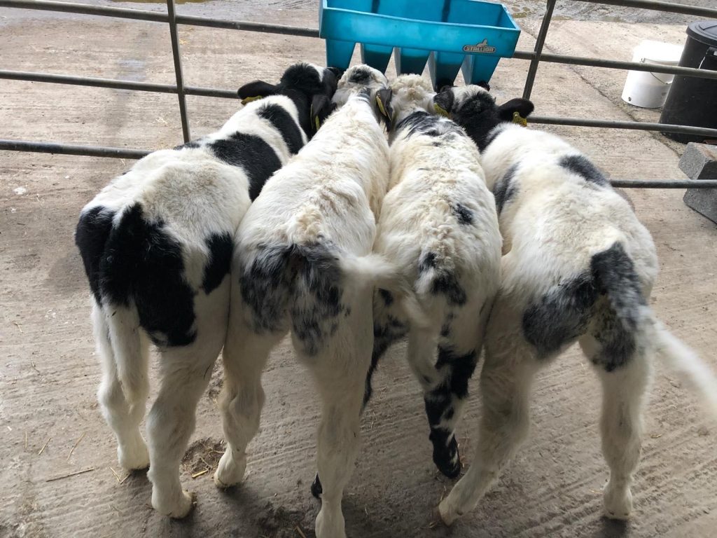 Best practice tips for calf care and health during high risk months
