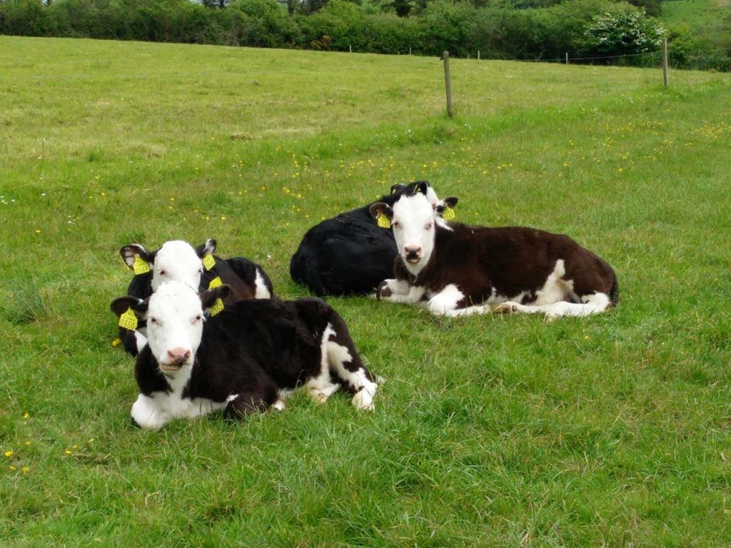 Understanding the different cattle wormers & how to reduce anthelmintic resistance on your farm