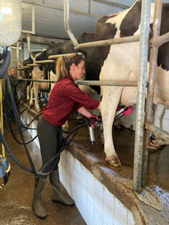 Improving your Cow Performance with Herdwatch