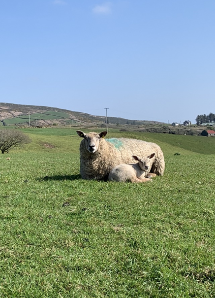 Maximise Post Lambing Recovery in Ewes