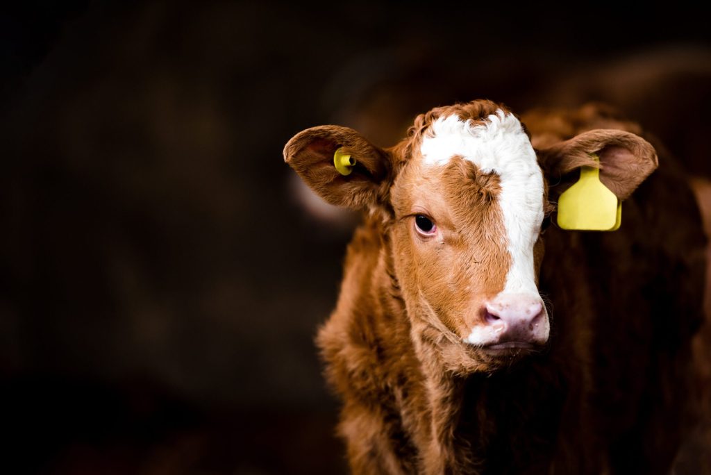 Preparing for Calving: Essential Protocols for Every Cattle Producer