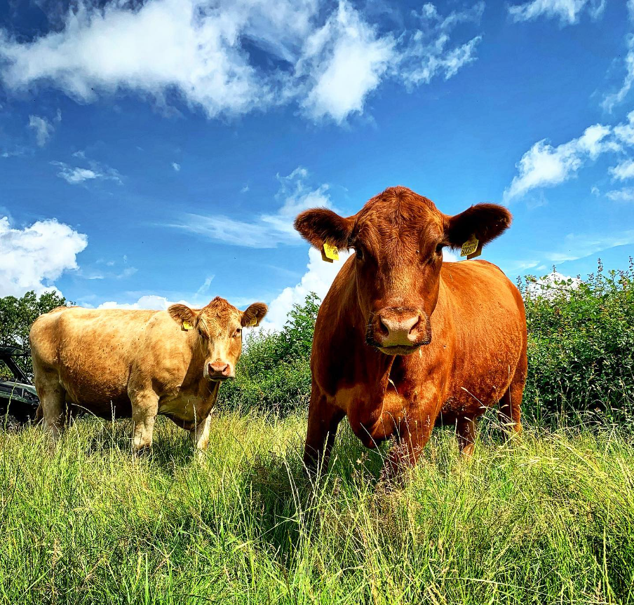 James Herrick managing a suckler herd in Leicestershire