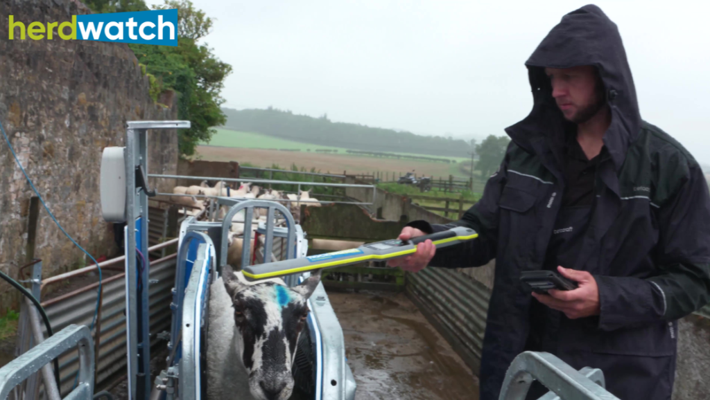 How you can enhance your farm efficiency with an EID reader