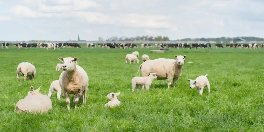 Schmallenberg Virus on the rise in the UK