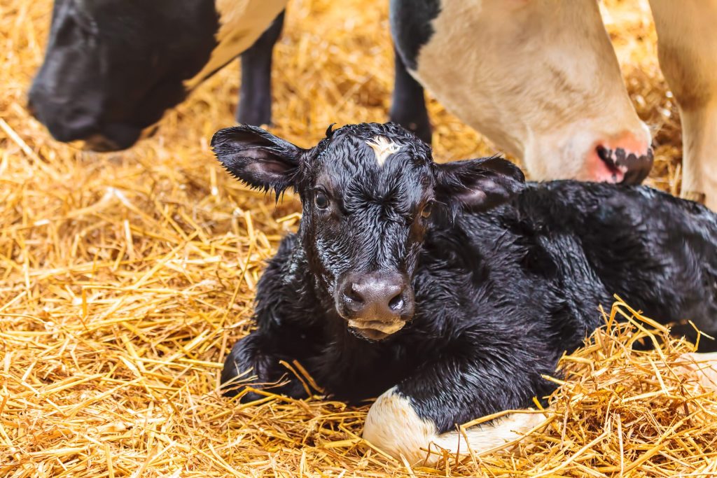 calf pneumonia