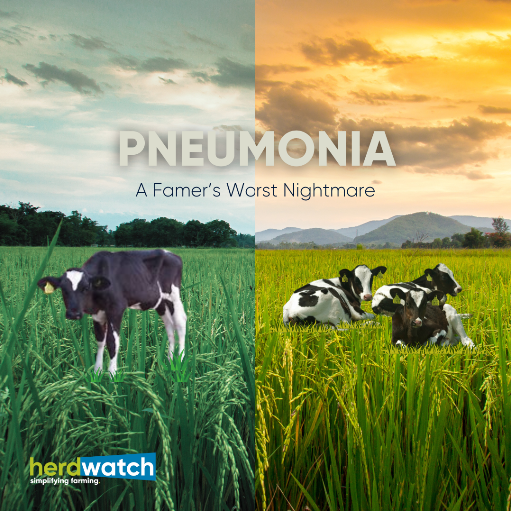 Pneumonia and Respiratory Disease in Calves, Lambs & Cattle