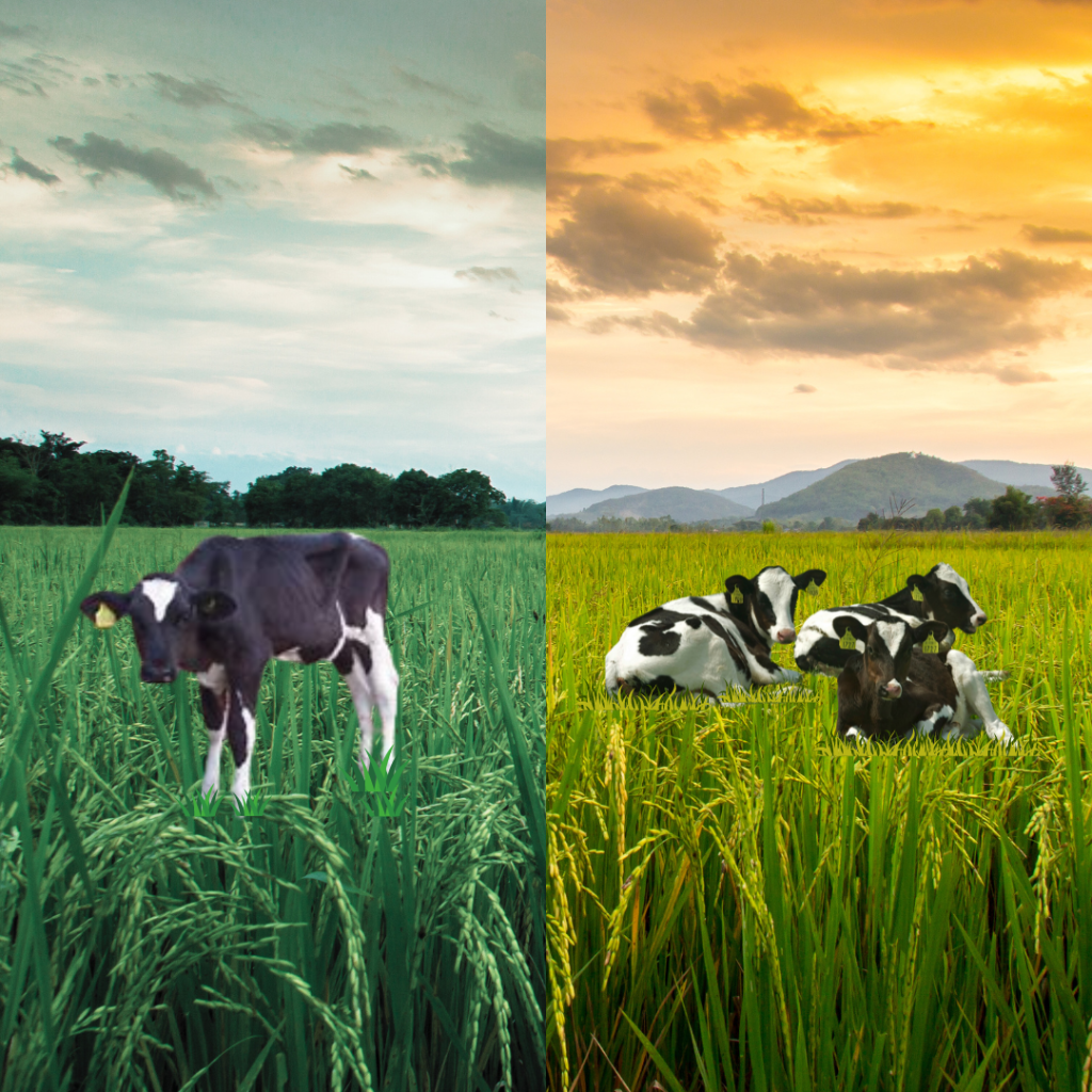 Pneumonia in Sheep and Cattle- A Farmer’s Worst Nightmare