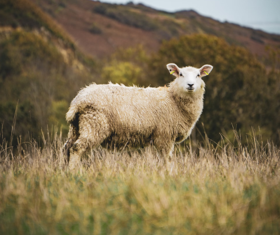 Don’t get caught out by blowfly strike
