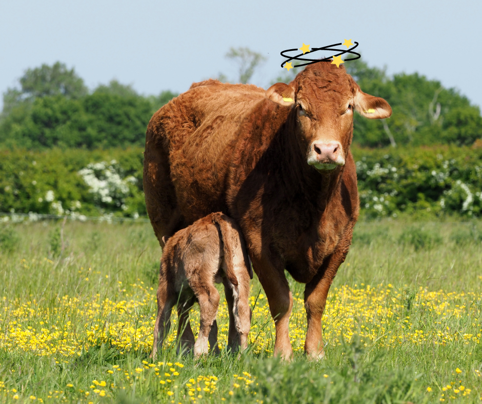 Grass staggers: When pasture turns deadly - Herdwatch UK