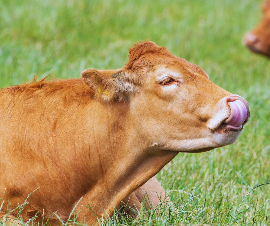Mad Cow Disease (BSE), what you need to know