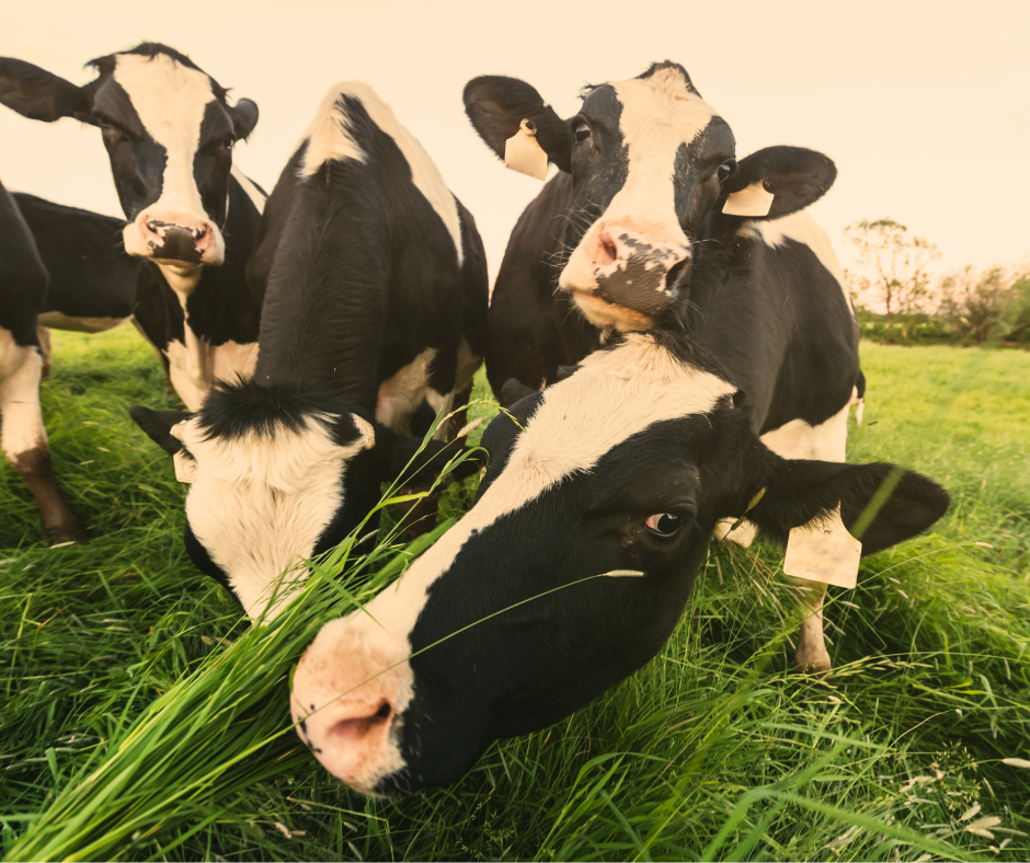 How to Prevent Heat Stress in Cattle