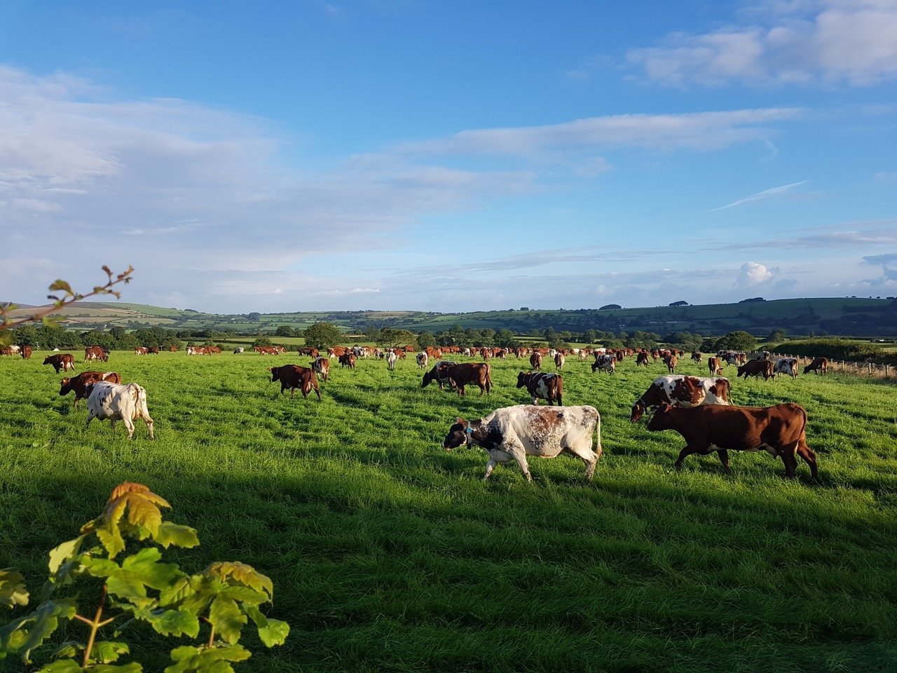 Sion Thomas dairy farming in Pembrokeshire with Dairy Shorthorn cows