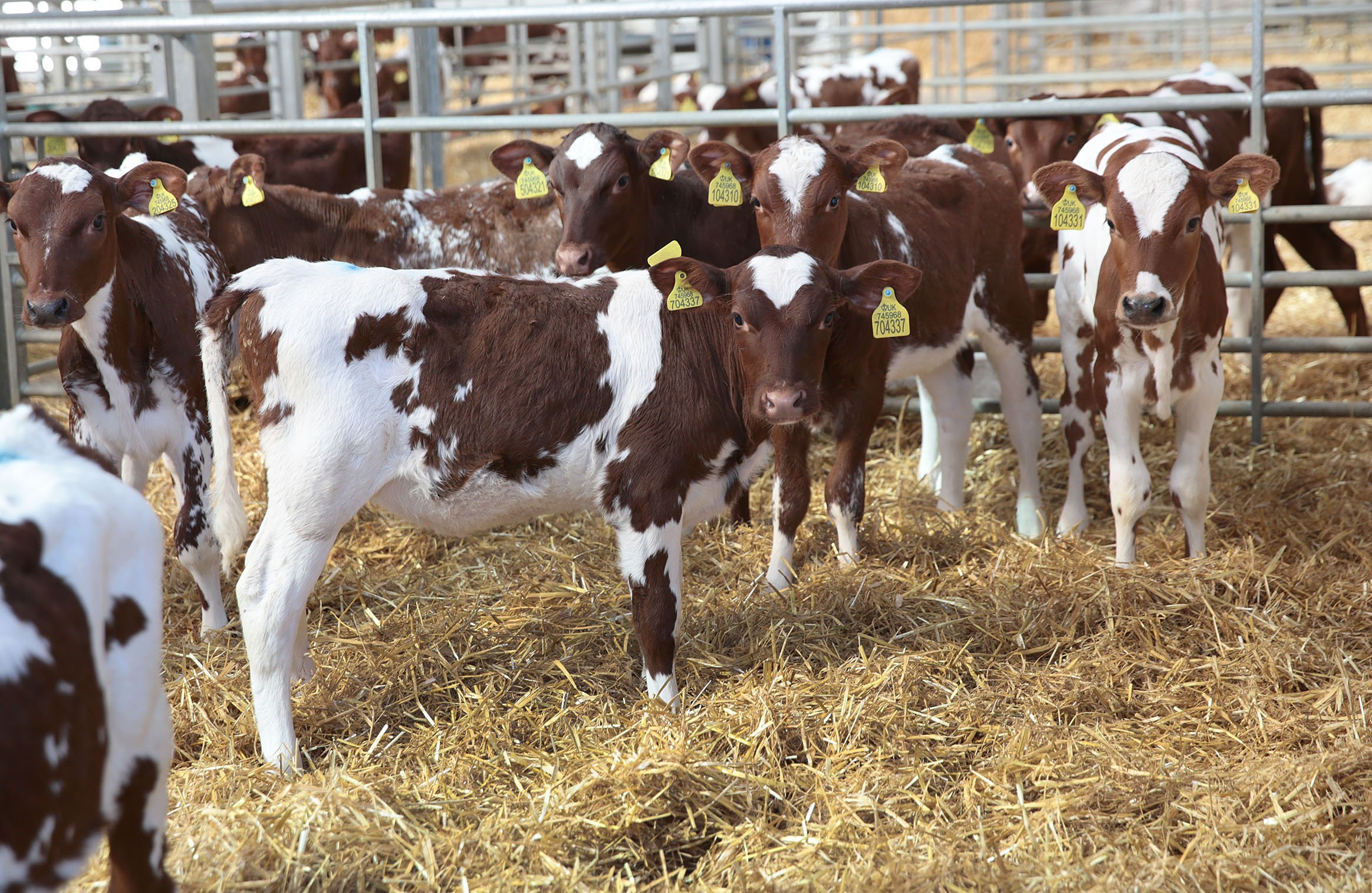 Dairy Shorthorn herd facilities and calf rearing at Thomas family farm