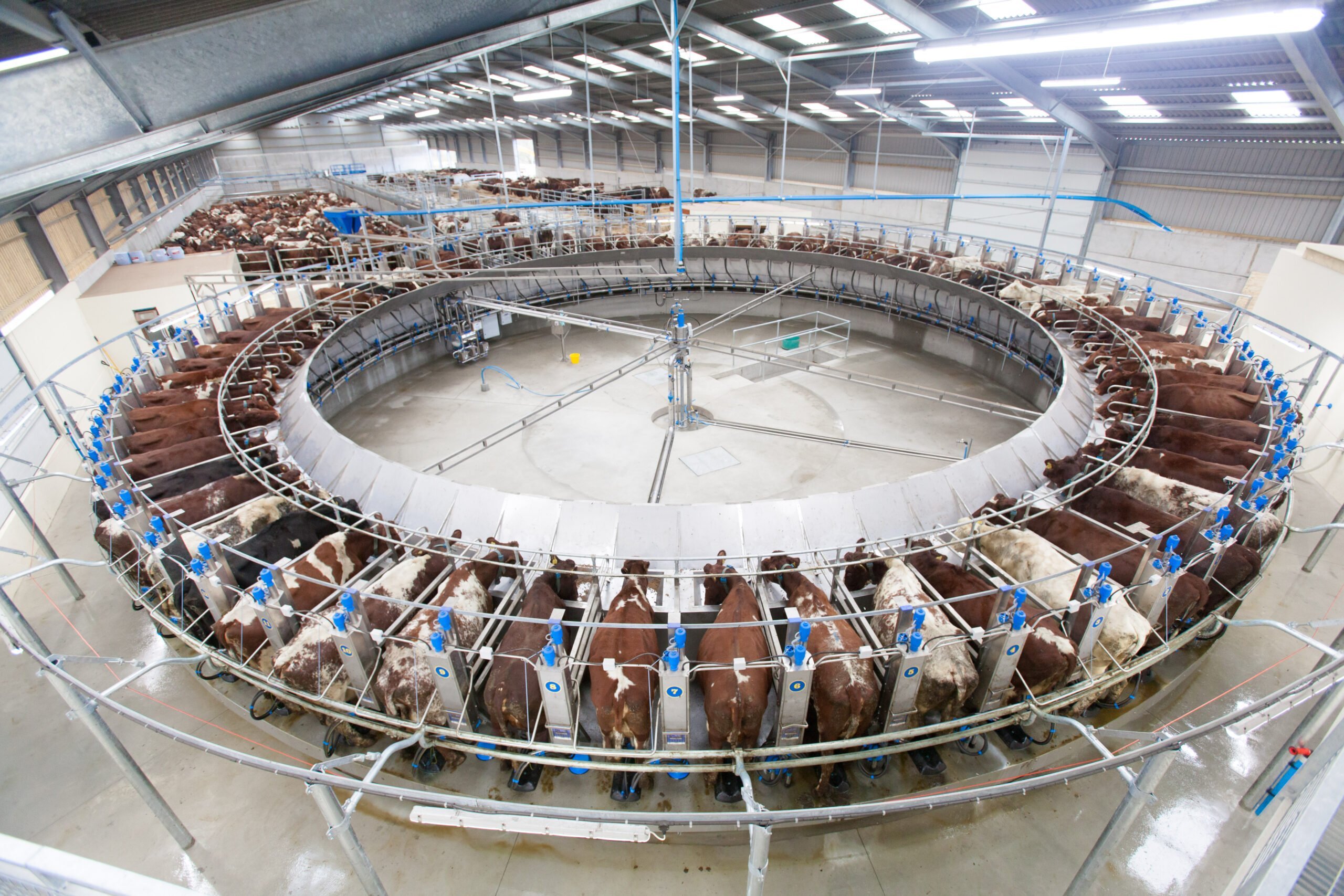 Pasture management and dairy herd farming in Pembrokeshire