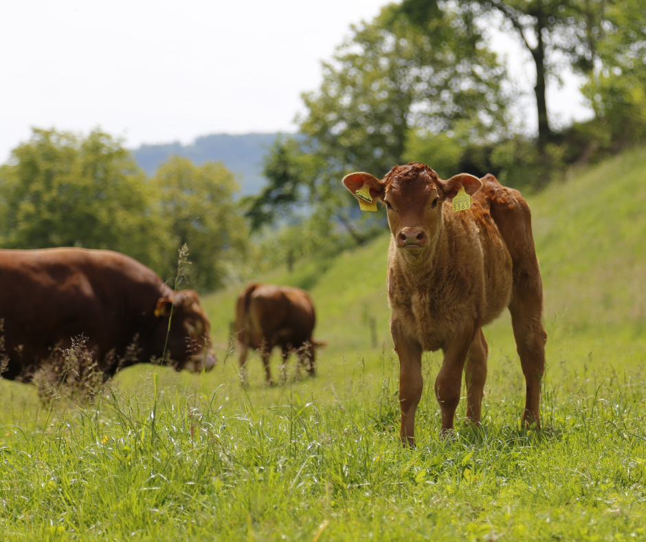 Top tips for suckler farmers: Preparing for a successful breeding season