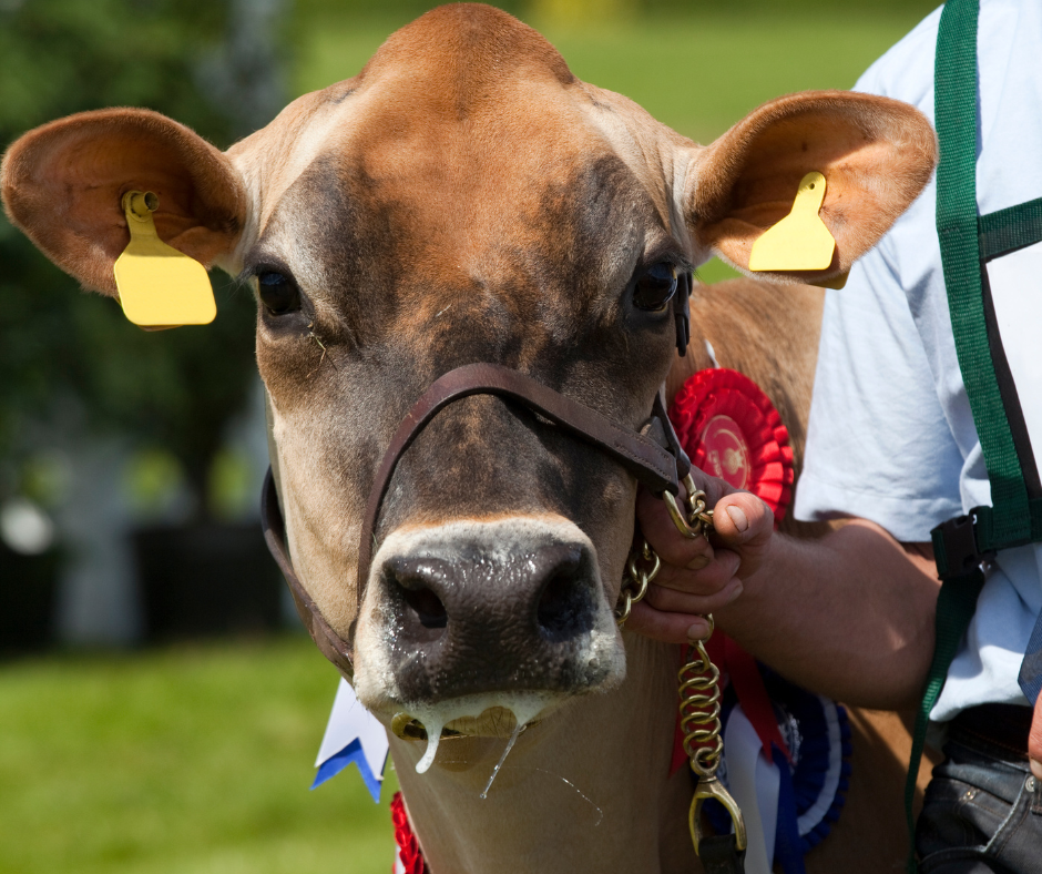 Bluetongue in Great Britain: Current situation and animal movement guidelines for shows